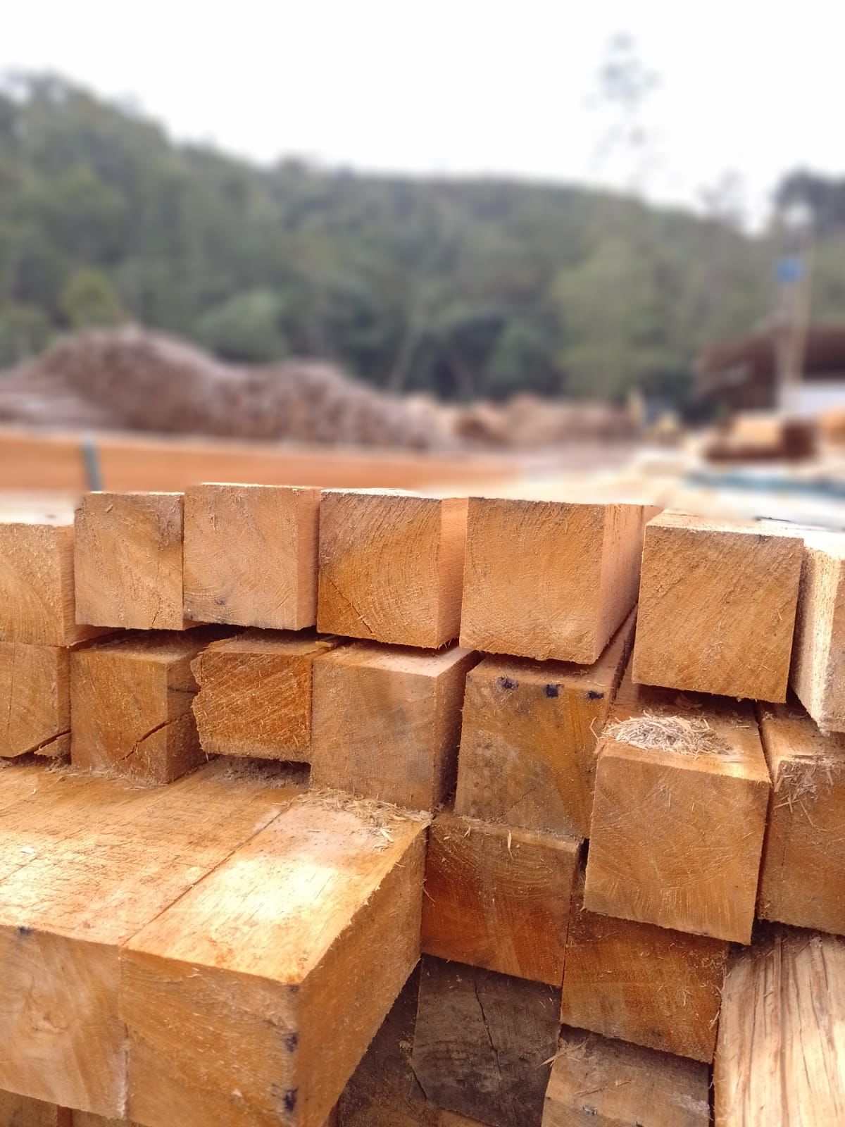 Floresta sustentável